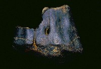 藏品(動物腿骨化石)的圖片